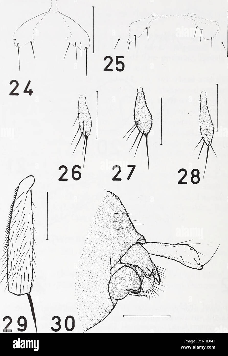 . Bonner zoologische Beiträge : Herausgeber: Zoologisches Forschungsinstitut und Museum Alexander Koenig, Bonn. Biology; Zoology. 86 R. H. L. Disney. Figs 24-30: Pseudacteon lundbecki. 24 - female abdominal tergite 6, 25 - female abdominal stemite 6, 26-28 - male palps of three different specimens, 29 - male, anterior face of mid tibia, 30 - male, left face of abdominal segment 6 and hypopygium (Scale bars = 0.1 mm). P. lundbecki from Valkenburg. When considered along with males from England and France it is evident that this hair palisade extends from 0.46 to 0.5 Ix the length of the mid tibi Stock Photo