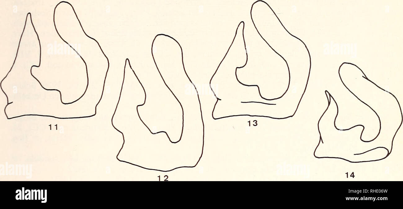 . Bonner zoologische Beiträge : Herausgeber: Zoologisches Forschungsinstitut und Museum Alexander Koenig, Bonn. Biology; Zoology. Taxonomie und Verbreitung von Cheilosia spp. 23. Abb. 11—14: Cheilosia, Schloßloben. — 11—13 C. vulpina; 11 Bulgarien, Rodope; 12 England, Alfrick; 13 Süddeutschland, Bayern. — 14 C. barbota; Nordwestdeutschland, Harz. Untersuchte Typen Neotypus (o*): Locus typicus: England, Lyme Regis. Die Etiketten tragen die Aufschrift: „Lyme Regis 14. V. 37&quot;, „C. J. Wainwright Collection. B. M. 1948 — 488&quot; und „Neotype&quot; (rundes Etikett mit rotem Rand). Der Neotypu Stock Photo