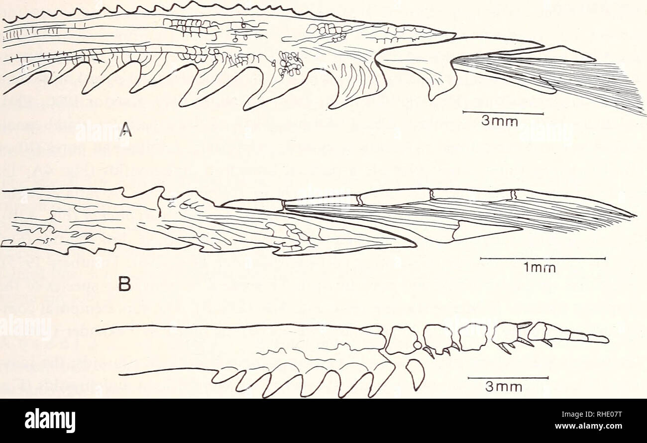 . Bonner zoologische Monographien. Zoology. 107. c Fig. 46: Pectoral spine (distal tip). — A: Ictalurus punctatus (KU 9657); B: Noturus flavus (KU 2539); C: Nematogenys inermis (LBUCH 30873). superficially appears toothless, but microscopic examination of the ventral view of the spine of the largest specimens reveals many small teeth which may not emerge from the skin. Pelvic girdle and splint: The pelvic girdle (Fig. 31; 37B) of young specimens of Olivaichthys viedmensis and most specimens of young and adult Diplomystes camposensis n. sp. have three anterior processes; two of them fuse or par Stock Photo