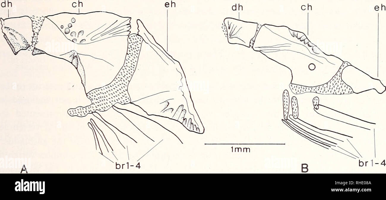 . Bonner zoologische Monographien. Zoology. 101. Fig. 44: Branchiostegal rays and relationships with ceratohyal and epihyal in young specimens. — A: Loricarichthys sp. (ANSP 131612); B: Callichthys callichthys (KU 13722). brl—4: branchiostegal rays 1—4; ch: ceratohyal; dh: dorsal hypohyal; eh: epihyal. b) Hypohyals: Dorsal and ventral hypohyals (Fig. 27A—B) have similar size and shape in diplomystids. They differ slightly in ictalurids, and the ventral hypohyal is rudimen- tary in Nematogenys, Heptapterus, and also in Eutropiichthys (Tilak 1961). No ventral hypohyal exists in trichomycterids.  Stock Photo