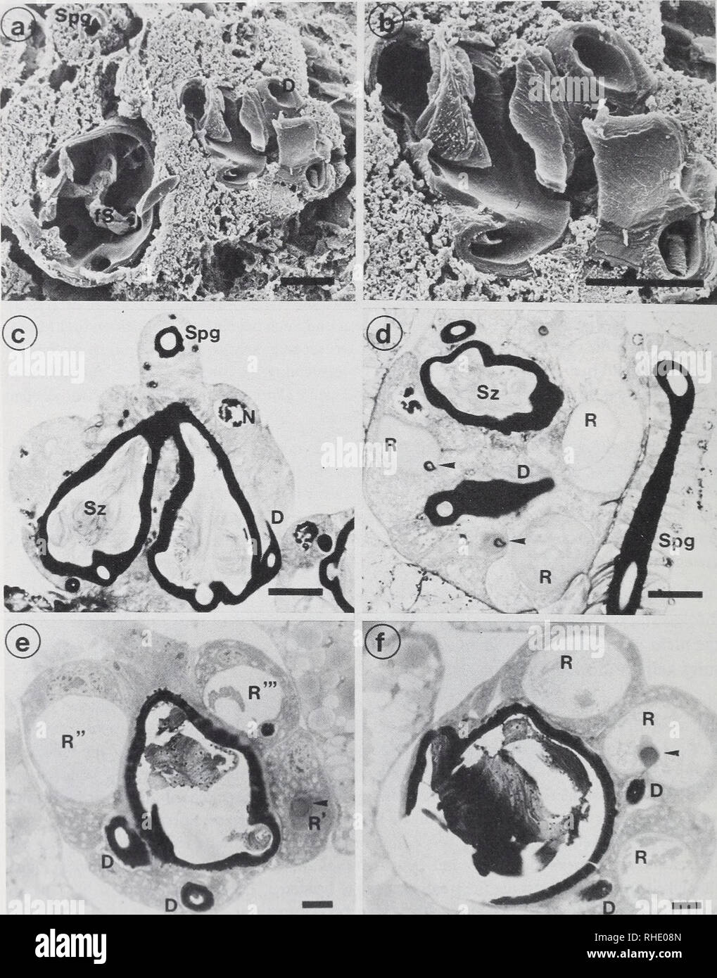 . Bonner zoologische Monographien. Zoology. 38. Abb.l9: Spermatheken von C. whitei. (a) Blick auf zwei aufgebrochene Spermatheken, REM; (b) stärkere Vergrößerung von (a) zeigt den geschichteten Aufbau der Cuticula; (c—f) Semidünnschnitte, Richard- son. D: Dorncnförmiger Fortsatz der Spermathek, fS: filamentöse Substanz, N: Nucleus, R, R'-R'&quot;: Drüsen- reservoirs mit verschiedenem Inhalt, Spg: Spermathekengang, Sz: Spermatozoen, Pfeile: Drüsenend- apparate, Balkcnlängc jeweils 20 //m.. Please note that these images are extracted from scanned page images that may have been digitally enhanced Stock Photo