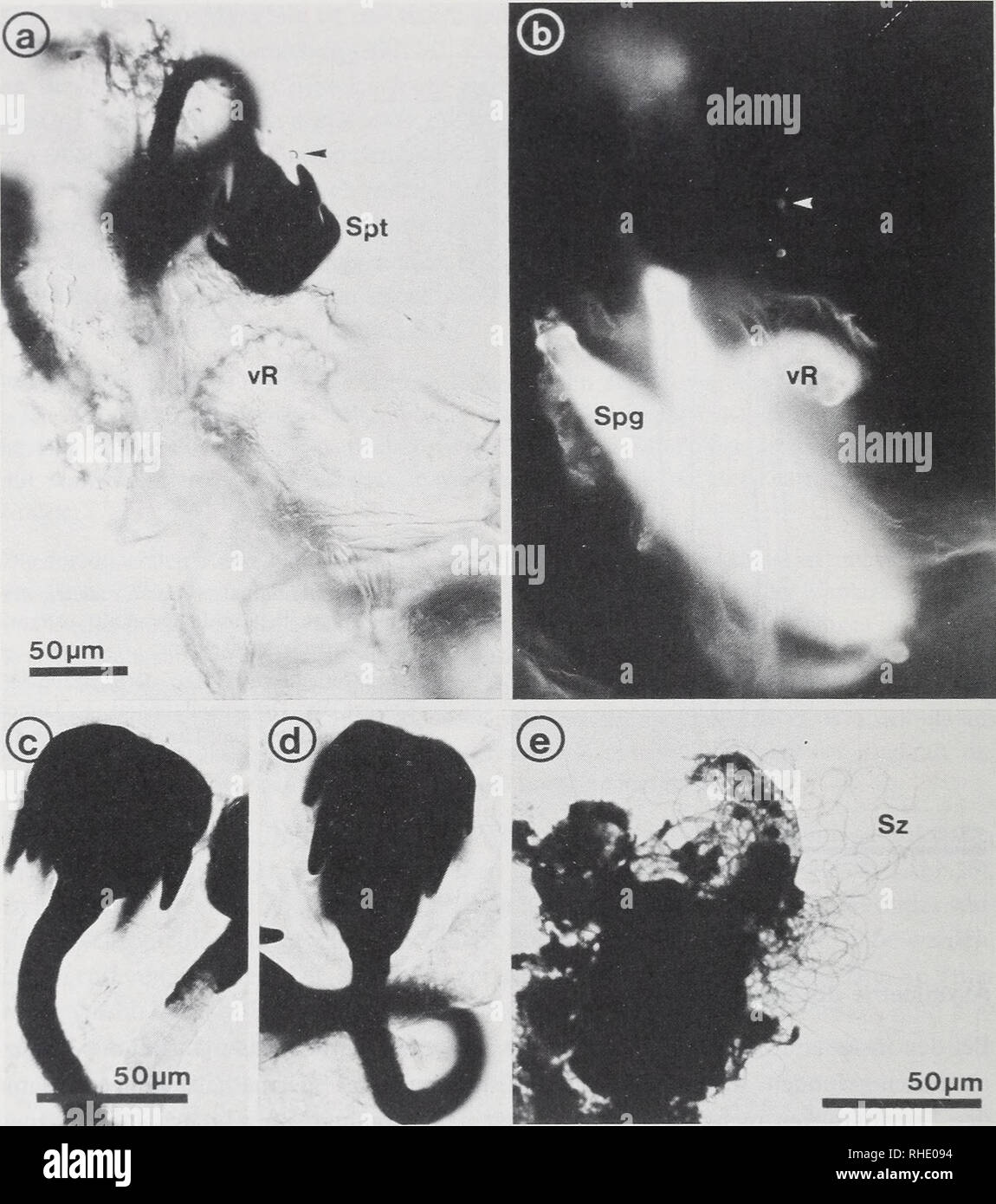 . Bonner zoologische Monographien. Zoology. 36. Abb.18: Spermatheken von C. whitei. (a) Totalpräparat, etwas mazeriert; (b) dasselbe Präparat unter UV- Anregung; (c—d) Nativpräparate, Spermathekenform rund bis birnenförmig; (e) Quetschpräparat, Hämatoxilin-Fuchsin. Spg: Spermathekengänge, Spt: Spermathek, Sz: Spermatozoen, vR: ventrales Receptaculum, Pfeil: Drü- senendapparat. Morphologie der Spermatheken Die Spermatheken haben eine runde bis birnenförmige Gestalt, bei einem Durchmesser von ca. 45—50 ßm und einer Höhe von ca. 60 lum (Abb.l7, 18a,c,d). Proximal verjüngen sie sich fast übergangs Stock Photo