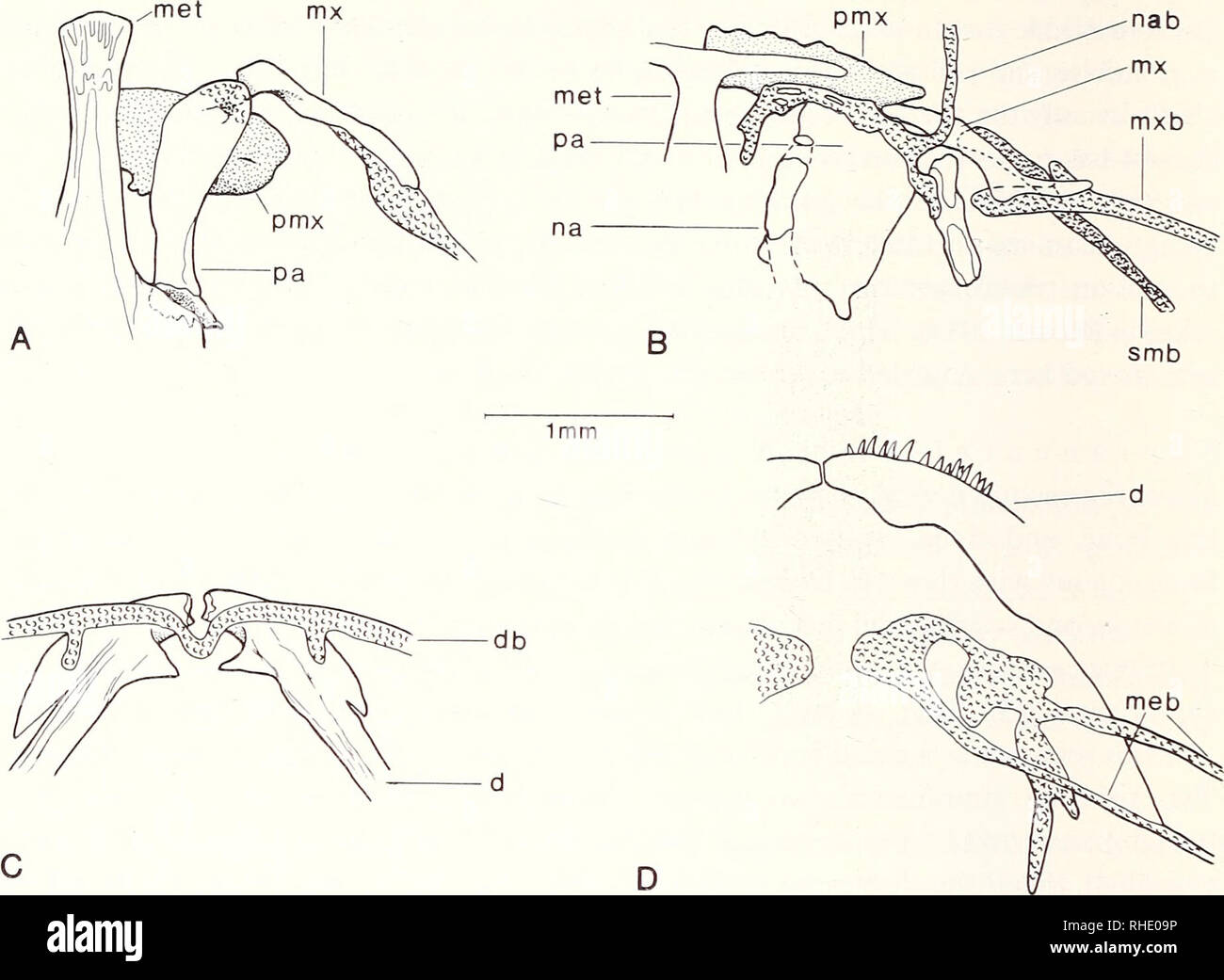 . Bonner zoologische Monographien. Zoology. 90. Fig. 40: Cartilaginous support of barbels and associated bones. — A: Plecostomus sp. (KU 21135); B: Trichomycterus roigi (according to Arratia &amp; Menu Marque 1984); C: Callichthys callichthys (KU 13722); D: Cetopsorhamdia sp. (ANSP 13890). d: dentary; db: dental barbel and its (?)cartilaginous support; meb: mental barbel and its (?)car- tilaginous support; met: mesethmoid; mx: maxilla; mxb: maxillary barbel and its (?)cartilaginous support; na: nasal; nab: nasal barbel and its (?)cartilaginous support; pa: palatine; pmx: premax- illa; smb: sub Stock Photo