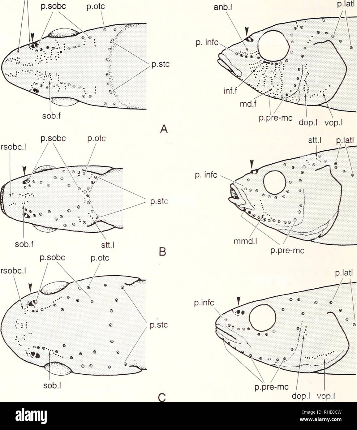 . Bonner zoologische Monographien. Zoology. 80 rinf.l + rsobc.l. Fig.45: Diagram of cyprinid heads showing the distribution of neuromast lines in dorsal (left) and late- ral (right) views of (A) Cyprinus carpio. (B) Carassius aiiratus. and (C) Leuciscus hakuensis (slightly modified from Sato 1955). Arro heads point to nostrils. anb.l: antorbital line: dop.l: dorsal opercular Ime; inf.f: infraorbital field of neuromasts: md.f: mandi- bular field of neuromasts: mmd.l: median mandibular line: p.into: pores of infraorbital canal: p. latl: pores of main lateral line: p.otc: pores of otic canal: p Stock Photo