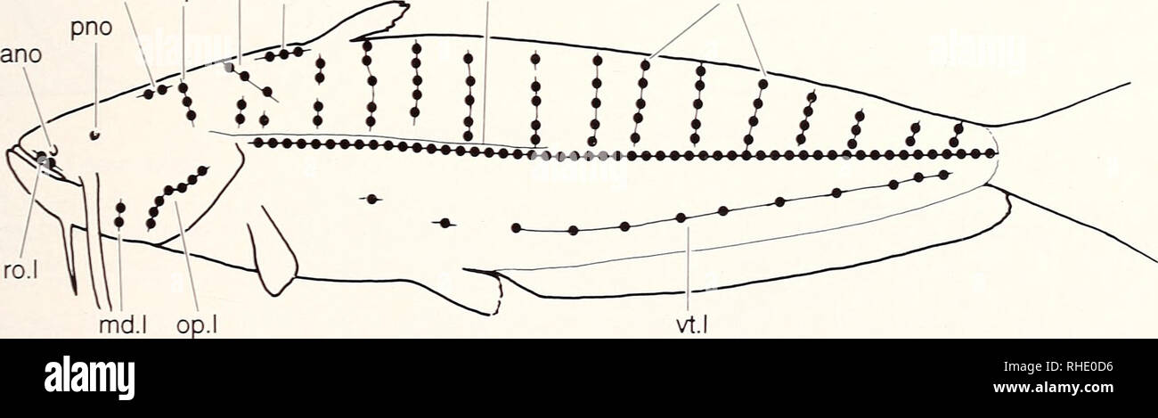 . Bonner zoologische Monographien. Zoology. 79 9) Opercular lines ...