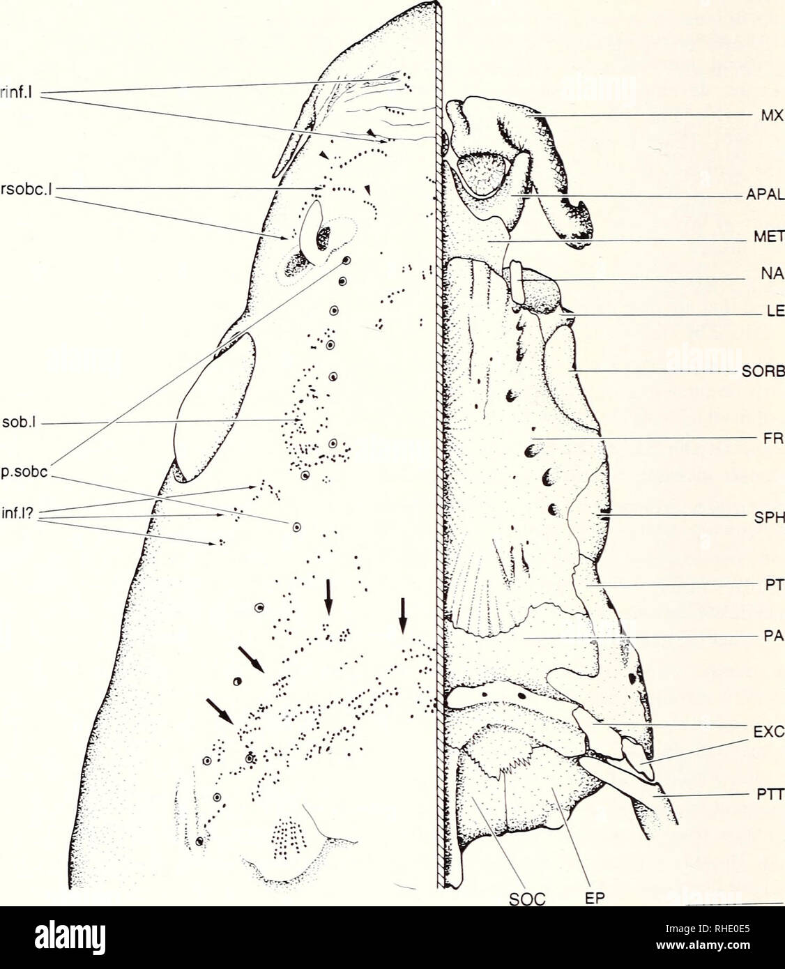 . Bonner zoologische Monographien. Zoology. 74. Fig.41: Distribution of ...
