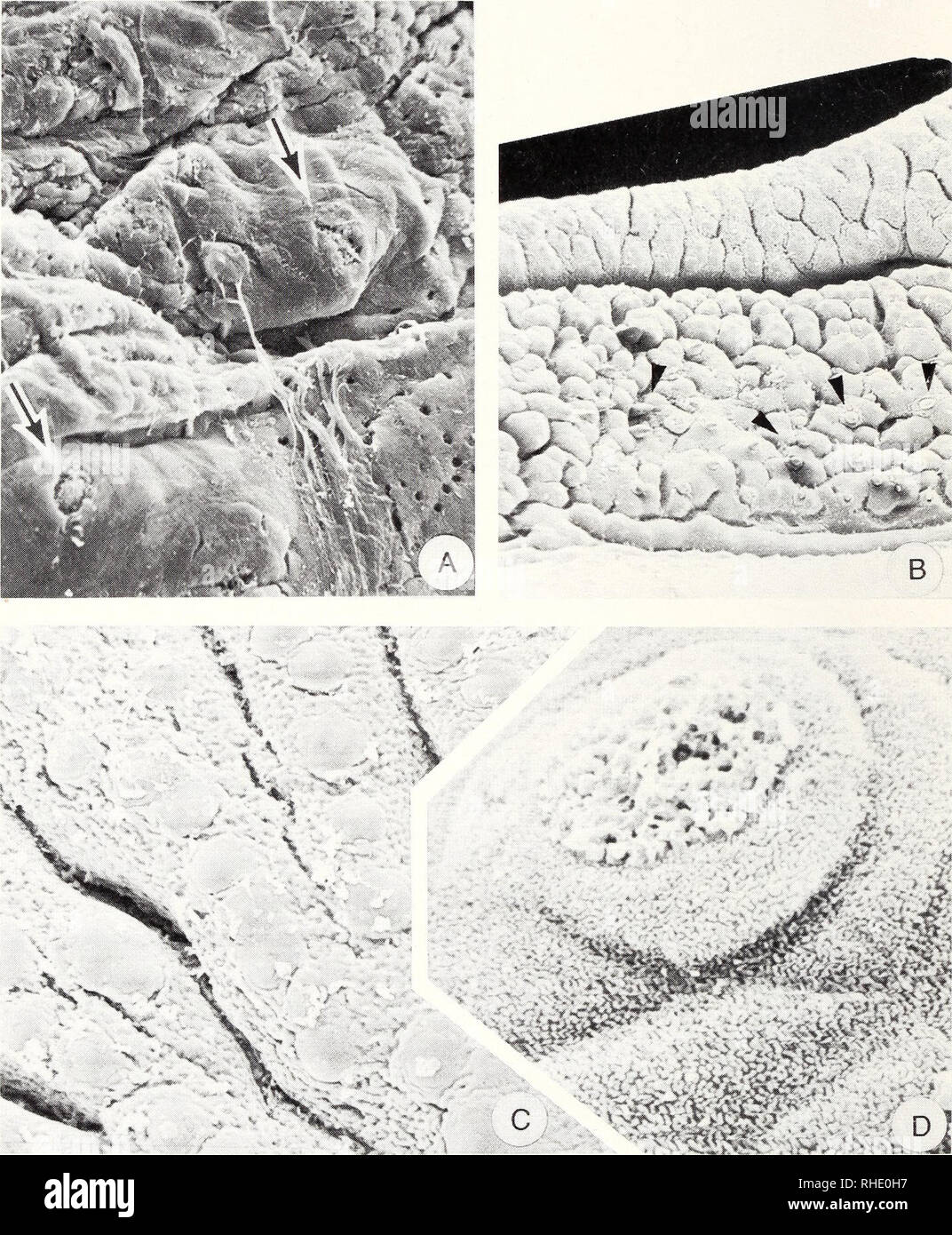 Ventral epidermis hires stock photography and images Alamy