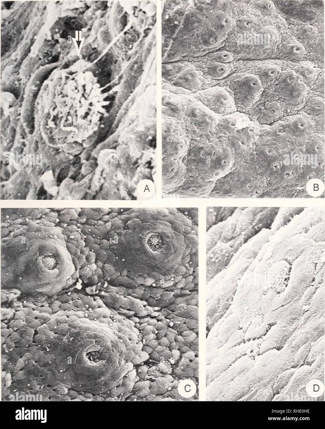 . Bonner zoologische Monographien. Zoology. 57 comparatively fewer than