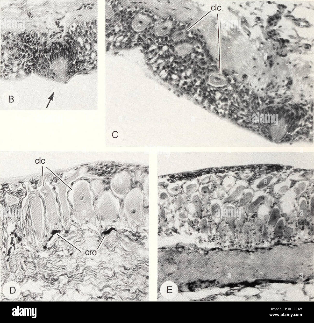 . Bonner zoologische Monographien. Zoology. Fig.29 Maxillary barbel