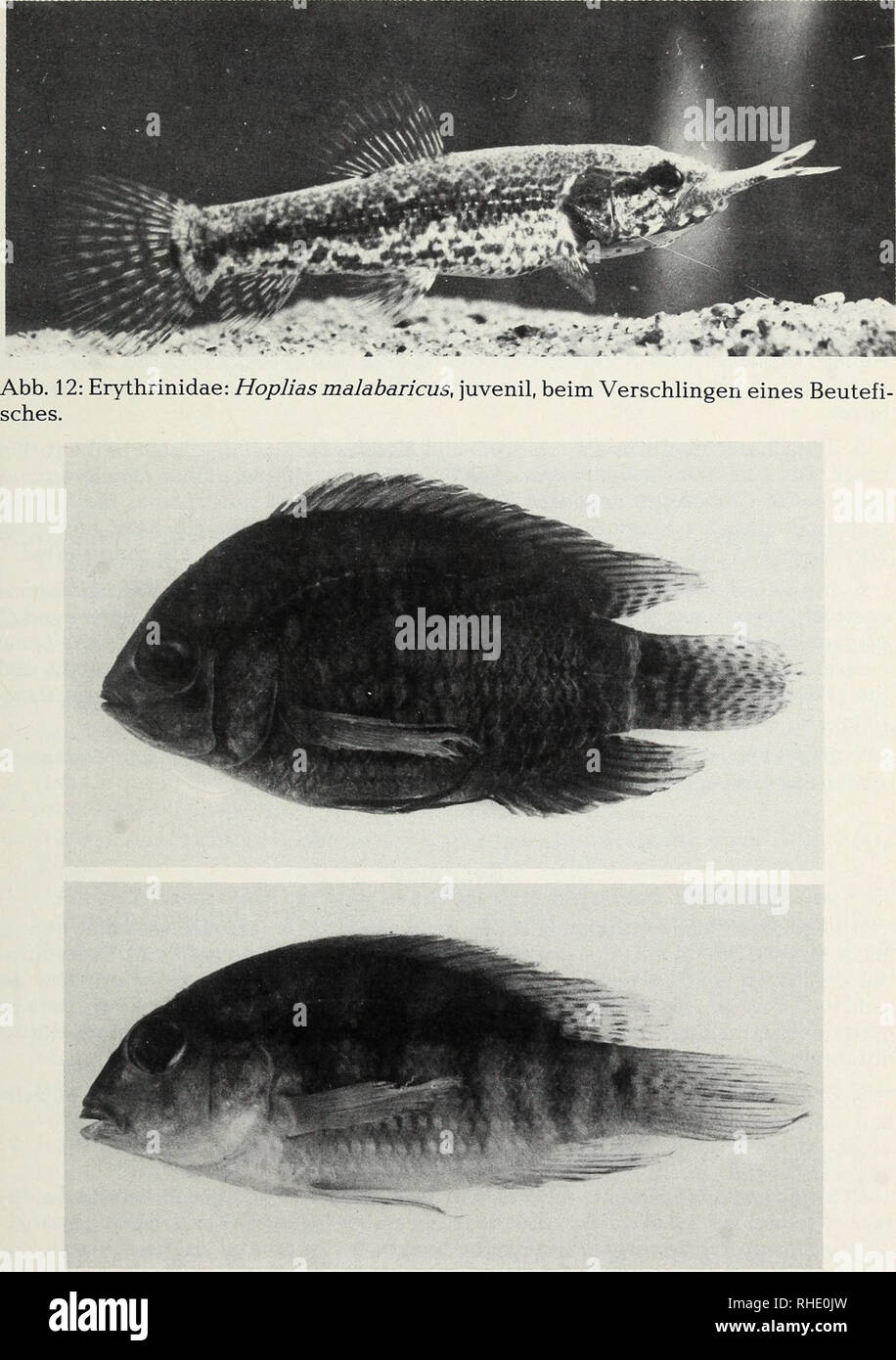 . Bonner zoologische Beiträge : Herausgeber: Zoologisches Forschungsinstitut und Museum Alexander Koenig, Bonn. Biology; Zoology. 32 (1981) Heft 1-2 Fische aus Ostpem 179. Abb. 13: Cichlidae: Cichlasoma bimaculatum, 8,2 cm (oben); Aequidens syspilus, 10,8 cm.. Please note that these images are extracted from scanned page images that may have been digitally enhanced for readability - coloration and appearance of these illustrations may not perfectly resemble the original work.. Zoologisches Forschungsinstitut und Museum Alexander Koenig. Bonn : Das Forschungsinstitut Stock Photo