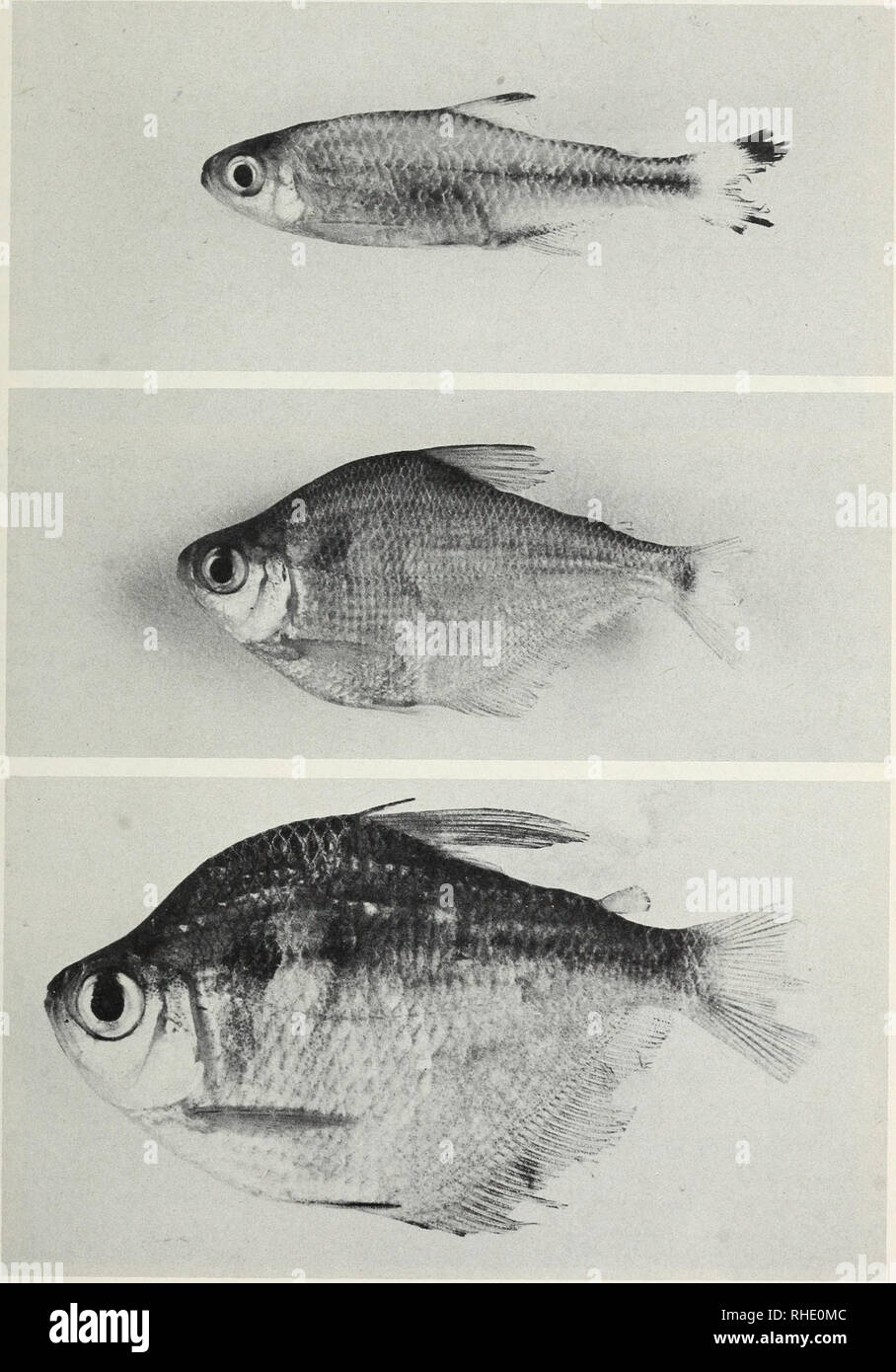 . Bonner zoologische Beiträge : Herausgeber: Zoologisches Forschungsinstitut und Museum Alexander Koenig, Bonn. Biology; Zoology. 32 (1981) Heft 1-2 Fische aus Ostperu 175. Abb. 7: Characidae: Hemigrammus marginatus, 5,2 cm (oben); Ctenobrycon spilurus hauxwellianus, 5,8 cm (Mitte); Gymnocorymbus thayeri, 5,5 cm.. Please note that these images are extracted from scanned page images that may have been digitally enhanced for readability - coloration and appearance of these illustrations may not perfectly resemble the original work.. Zoologisches Forschungsinstitut und Museum Alexander Koenig. Bo Stock Photo