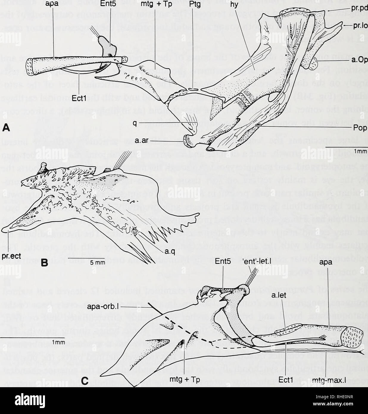 . Bonner zoologische Monographien. Zoology. 64 In some young and adult specimens, a small, elongate additional pterygoid type 1 (Fig. 35A) is present between the ventral part of the anterior membranous outgrowth of the hyomandibula and the dermo + metapterygoid; in other specimens, the pterygoid type 1 fuses to the dermo + metapterygoid. This additional pterygoid is apparently not a fracture of the dermo + metapterygoid.. Fig.35: Suspensorium of Parapimelodus valenciennesi. — A: Suspensorium and preopercle, lateral view (41.6 mm standard length; ZMH 6669); B: Dermo + metapterygoid, medial view Stock Photo