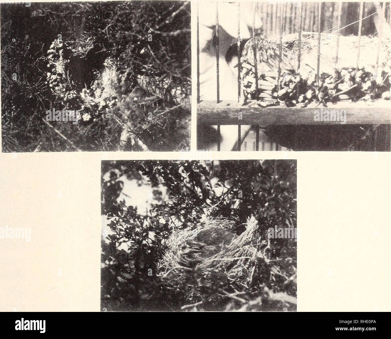 Crithagra dorsostriata hires stock photography and images Alamy