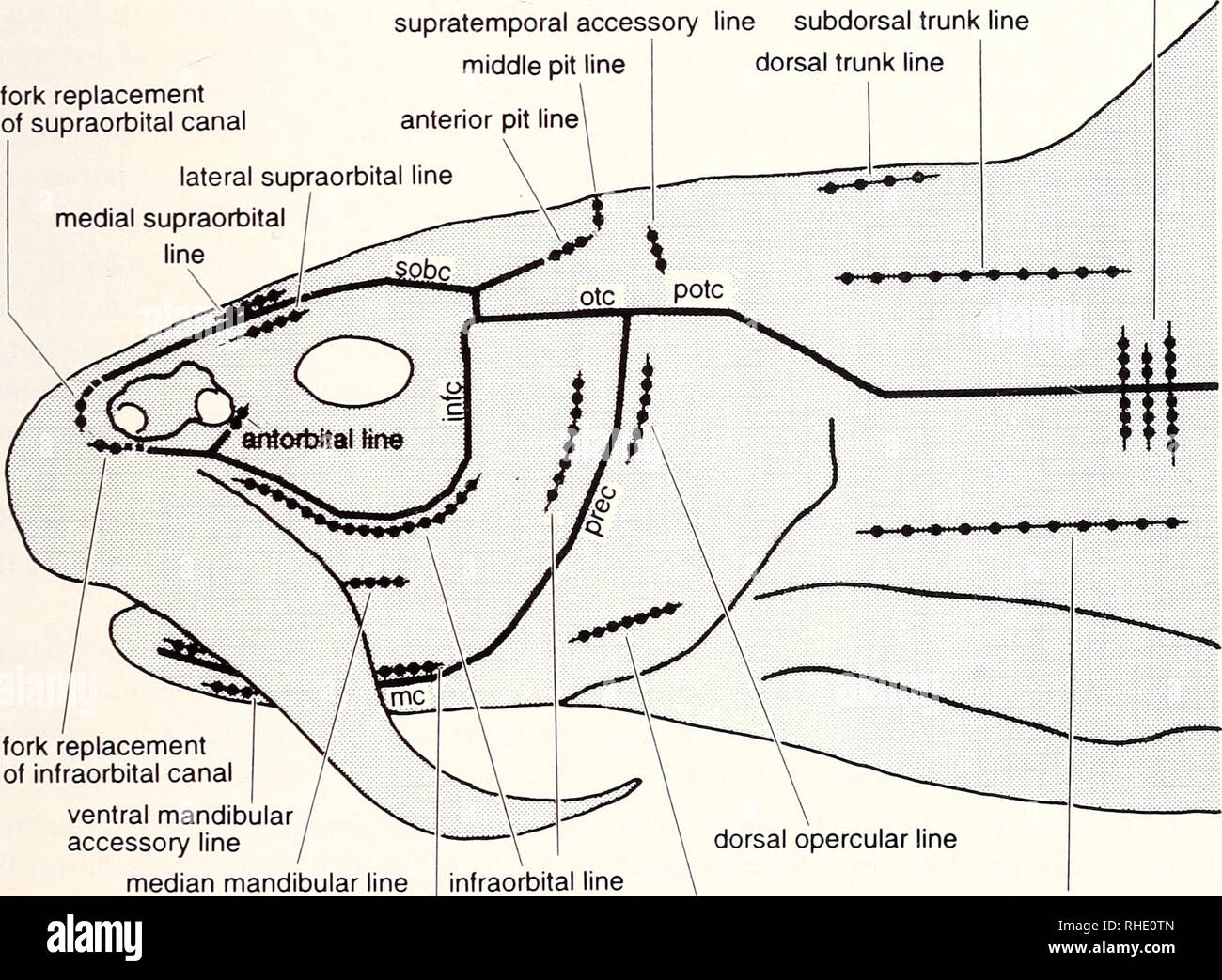 . Bonner zoologische Monographien. Zoology. 31 NEUROMAST LINES