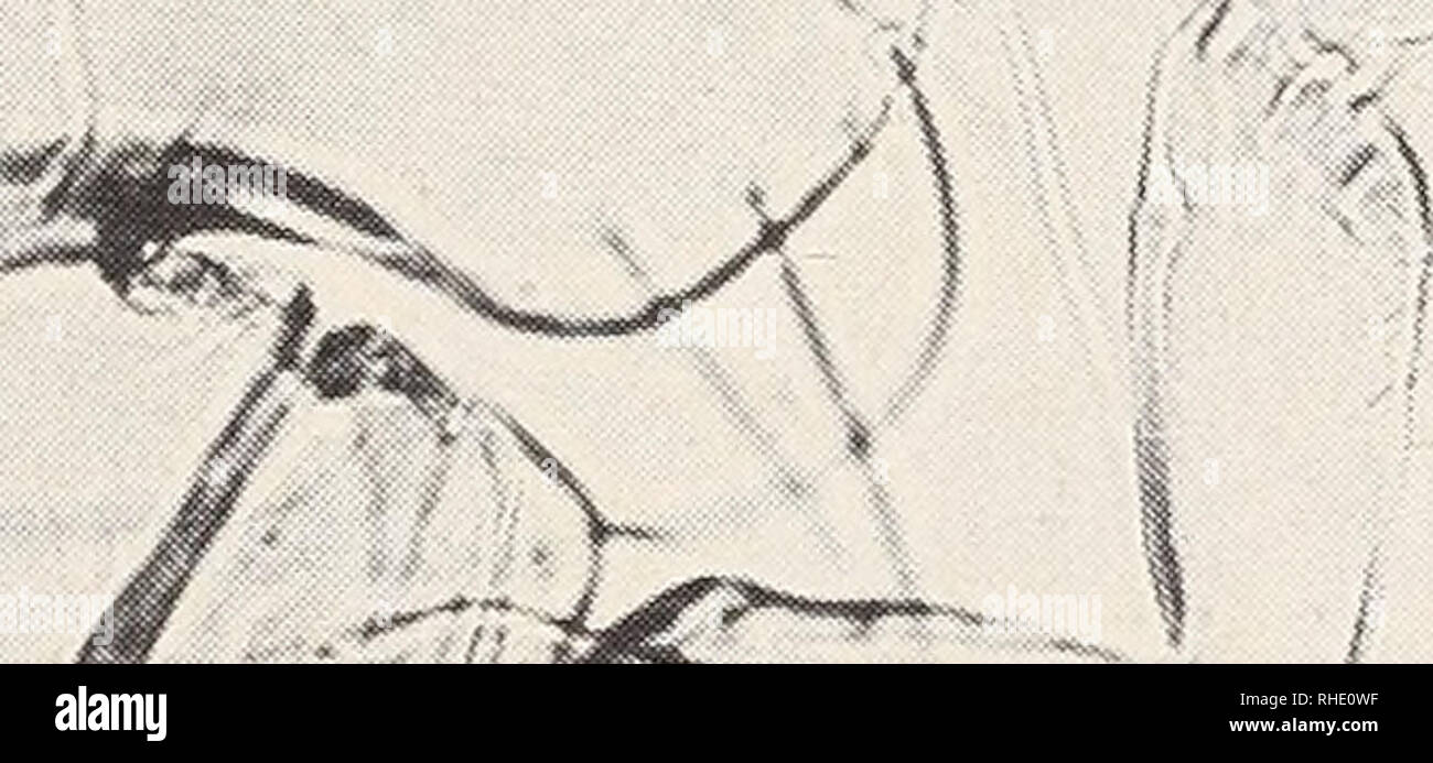 . Bonner zoologische Beiträge : Herausgeber: Zoologisches Forschungsinstitut und Museum Alexander Koenig, Bonn. Biology; Zoology. 35 (1984) Heft 1-3 Myrsideen afrikanischer Webervögel 271 Paratypen: 4 9, gleiche Daten wie Holotypus, 4 9, ebendaher, 22. 2. 1972, ZFMK 1973-1809b; 1 o% Maipai, Limpopo River, Port. E. Africa, 6. 8. 1953, S.A.I.M.R. (von T. cucullatus nigriceps (Layard, 1867)); 1 9, X. 1972, Pietermaritzburg, Natal (von T. cucullatusspilonotusVigors, 1831); 3 o*, 2 9 , Mafeking, Cape Province, 5. 12. 1966 (von T. capensis olivaeus); 4 er, 11 9, 13. 1. 1965, Cape Province und 1 9, 2 Stock Photo