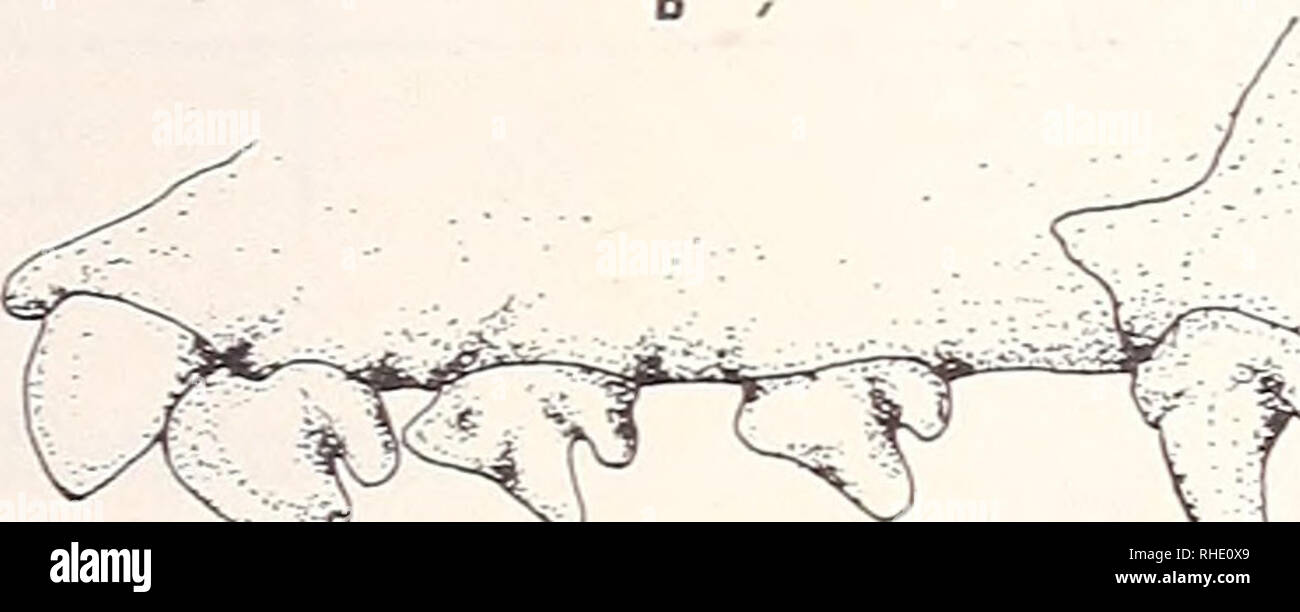 . Bonner zoologische Monographien. Zoology. b Abb. 13: Oberkiefergebiß V-P^ von Rhyncholestes - a) 9 FMNH 22422; b) 9 BMNH 75.1723 erst kürzlich am Rio Yaldad (43° 15'W, 73°45'S) auf Chiloe gefangenes Exemplar (Pine et al. 1979: 343, Fig. 1 und 2) wurde von den Autoren als 9 bestimmt. Der C auf den mir von Lie. J. Yänez vom Museo Nacional de Historia Natural, San- tiago/Chile freundlicherweise zur Verfügung gestellten Fotos des Schädels gibt jedoch keinen Hinweis darauf, daß es sich tatsächlich um ein 9 handelt; vielmehr ist dieses Exemplar wohl ein verhältnismäßig junges O&quot;. Auswertung E Stock Photo