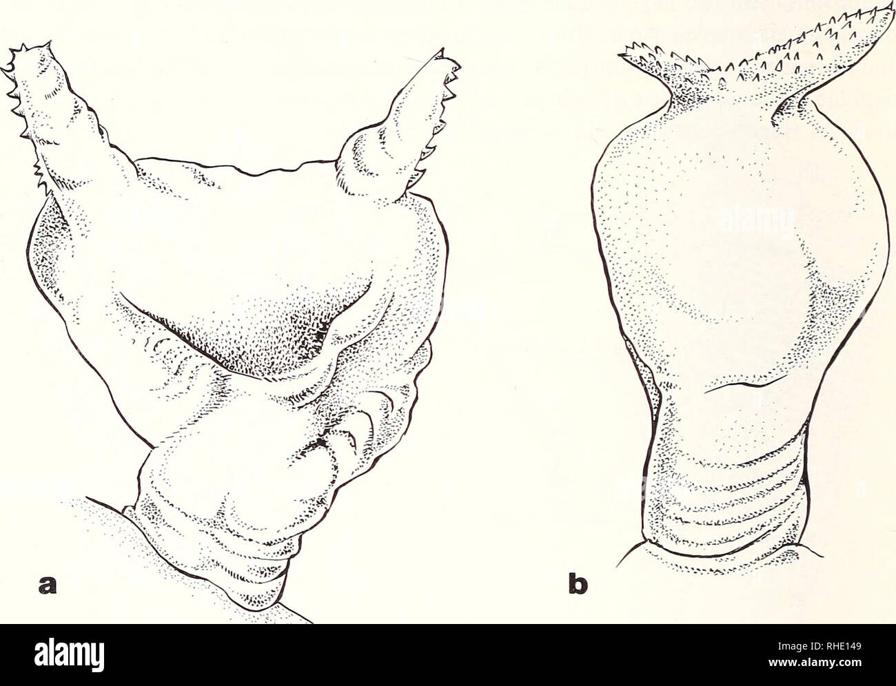 . Bonner zoologische Monographien. Zoology. 32 Brookesia nchisiensis Loveridge, 1953 RMB 6604 Mughesi forest, Misuku Mts., Malawi Hemipenes stout and truncated, no calyces. Two apical horns with up to 8 papillae, ar- ranged in two rows that converge towards the tip of the horn (cf. Broadley 1971). Brookesia brachyura (Günther, 1893) RMB 24348 Matembo Source, Nyika Plateau, Malawi Hemipenes stout and truncated, no calyces. Two curved apical horns are present, each with up to 6 scattered papillae at the asulcal surface.. Fig. 16 a &amp; b. Hemipenis of B. marshalli, a = sulcal view, b = lateral  Stock Photo