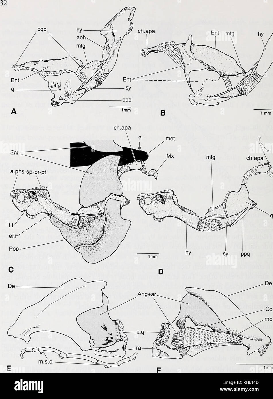 . Bonner zoologische Monographien. Zoology. Fig.l2: Suspensorium and lower jaw of gymnotoids. — A: Gymnotus carapo, lateral view (80 mm specimen; KU 13793); B—F: Hypopomus brevirostris (72 mm specimen; KU 13800); B: Suspensorium, lateral view; C: Suspensorium and related bones, medial view; D: Chondral elements of the Suspensorium, medial view; E: Lower jaw, lateral view; F: Lower jaw, medial view. C—F same scales. Ang + ar: angulo-articular; aoh: membranous outgrowth; apa: chondral autopalatine; a. phs-sp-pr-pt: articular facet for pterosphenoid, sphenotic, prootic, and pterotic; a.q: articul Stock Photo