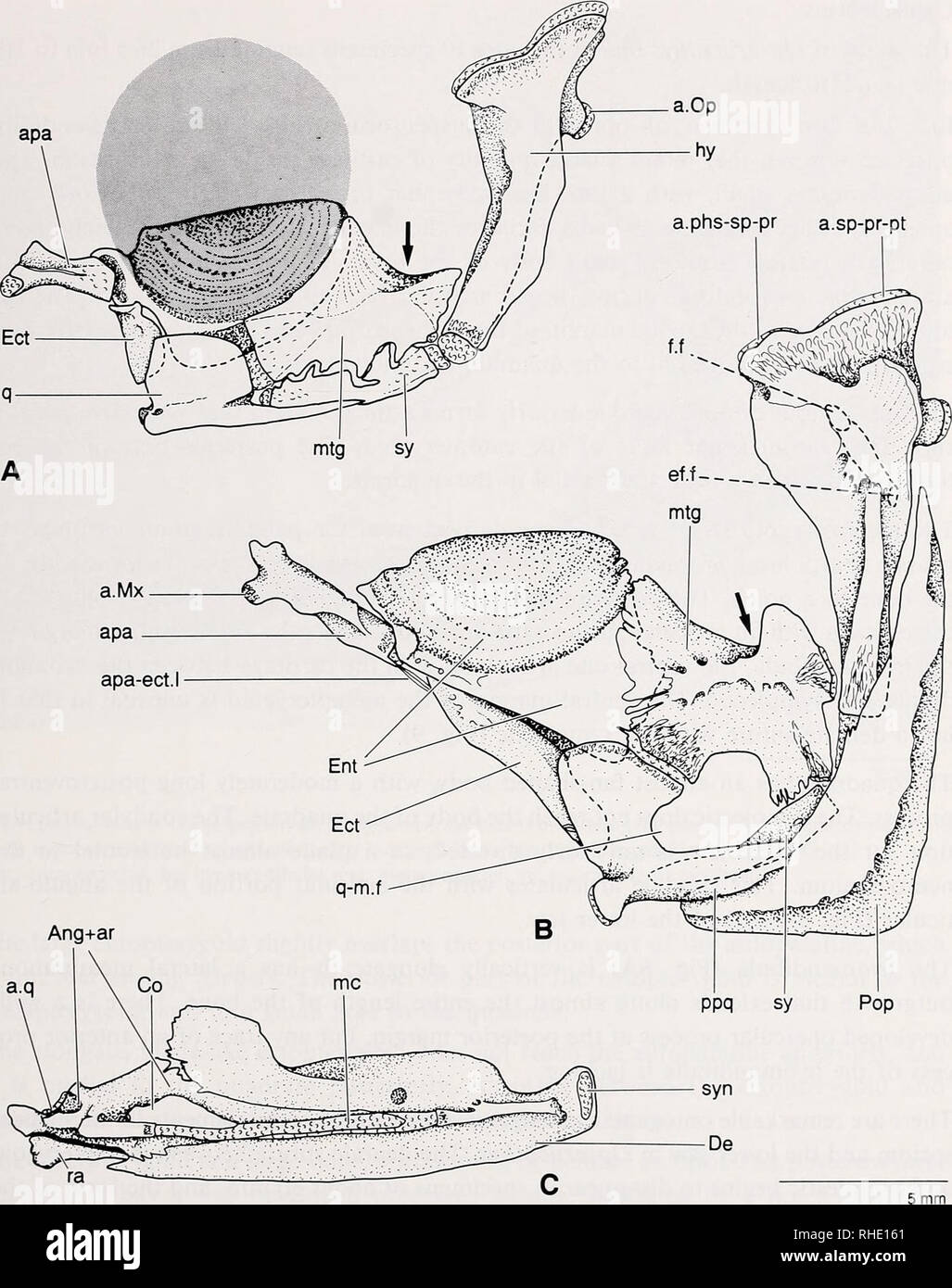 . Bonner zoologische Monographien. Zoology. 25. Fig.8: Suspensorium and lower jaw of Opsariichthys bidens; dotted area represents the position of the eye. — A: Suspensorium, lateral view (26.5 mm standard length; PC 22); B: Suspensorium, lateral view (120 mm stan- dard length; CAS-SU 32512); C: Lower jaw, medial view (120 mm standard length; PC 32512). Arrows point to a notch. Scale applies to the entire figure. Ang + ar: angulo-articular; a.Mx; articular facet for maxilla; a.Op: articular facet for opercle; apa: autopalatine; apa-ect.l: autopalatine-ectopterygoid ligament; a.phs-sp-pr: articu Stock Photo