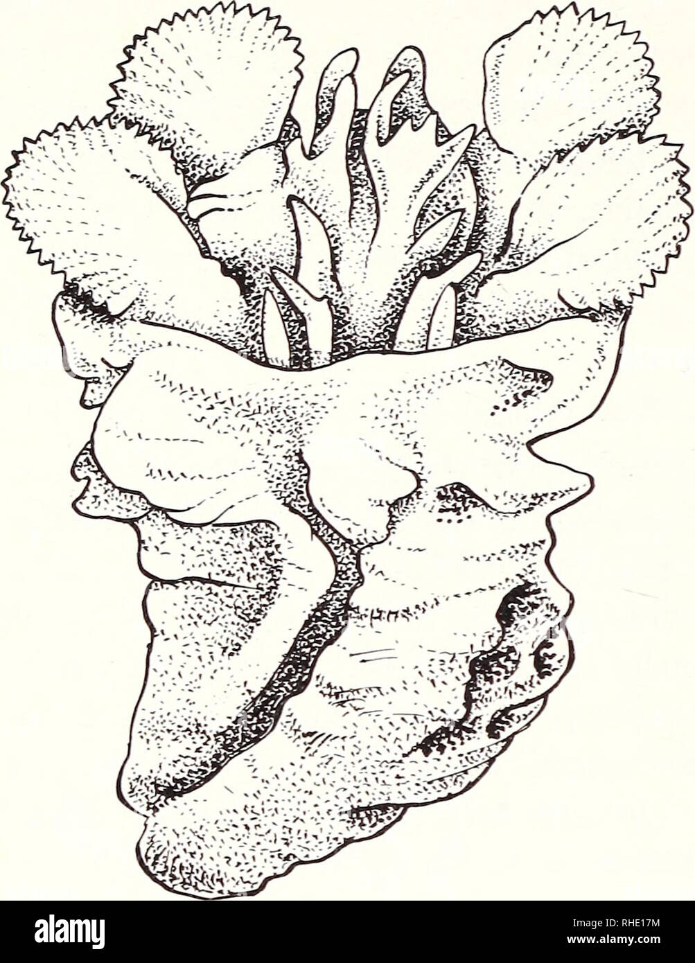 . Bonner zoologische Monographien. Zoology. 22. Fig. 7. Hemipenis of C. oweni, sulcal view. rated. At the base of each sulcal rotula is a large fleshy papilla; medially and somewhat distally of these papillae another pair of isolated papillae is present. Chamaeleo montium Buchholz, 1874 (Fig. 8) ZFMK 8844, 9067, 9069, 15287 and 15288 Buea, Mt. Cameroon, Cameroon Hemipenes stoutly built and truncated, pedicel one third of hemipenislength. The trun- cus is coarsely calyculate, the well developed sulcal lips and sulcus spermaticus without ornamentation. Apex with two pairs of small denticulated r Stock Photo