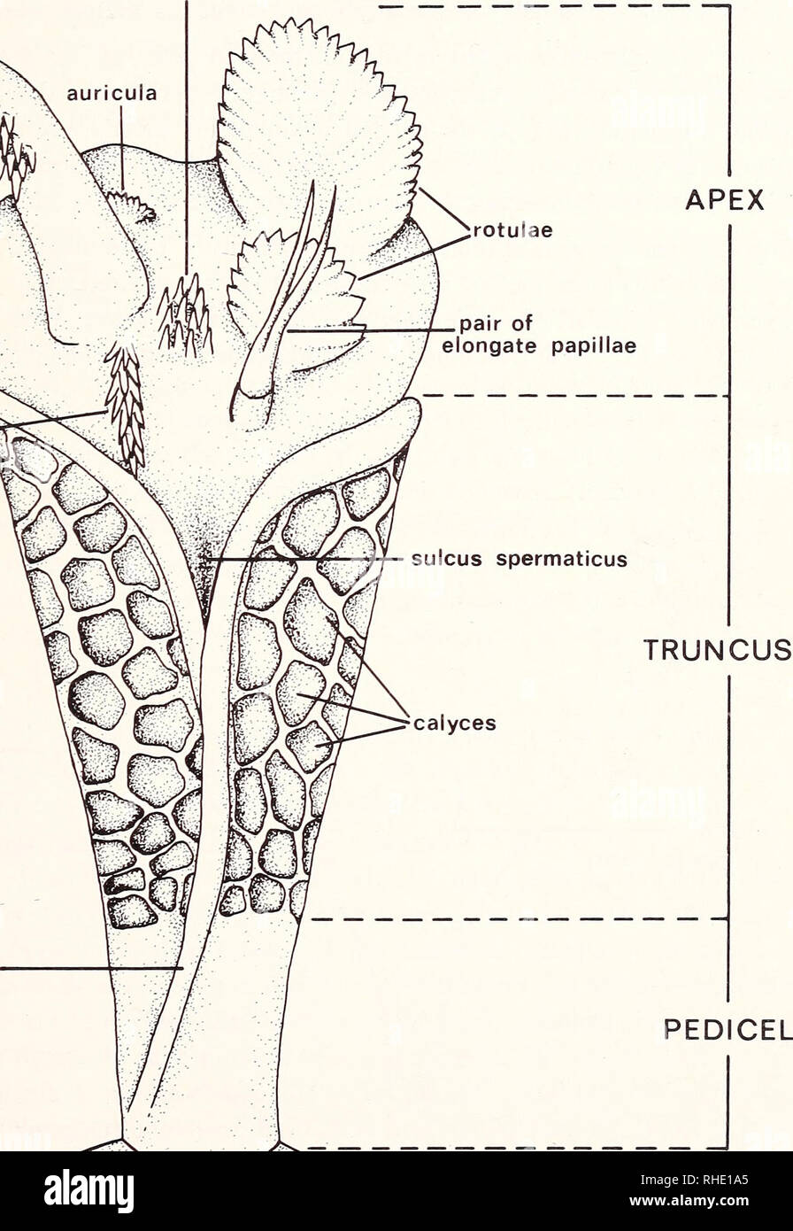 . Bonner zoologische Monographien. Zoology. 9 (Brygoo & Domergue 1969 c