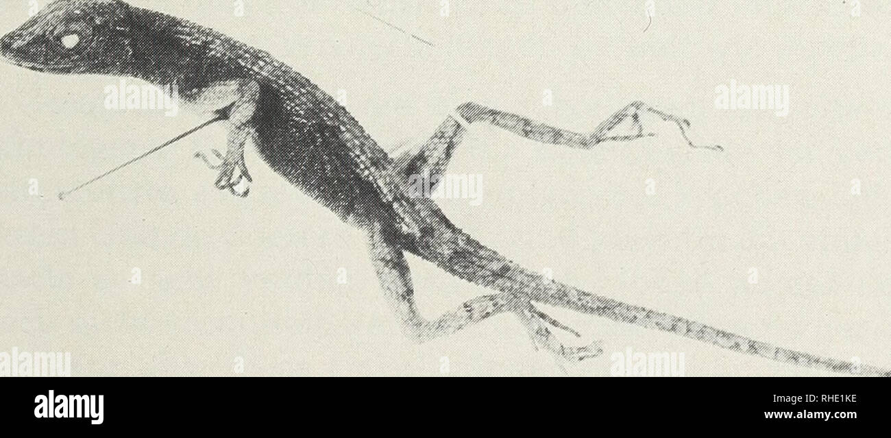 . Bonner zoologische Beiträge : Herausgeber: Zoologisches Forschungsinstitut und Museum Alexander Koenig, Bonn. Biology; Zoology. 31 (1980) Heft 3-4 Notes on Anolis notopholis 321 Following the taxonomic key developed by Peters &amp; Donoso-Barros (1970: 45, 46) leads either to A. macrolepis or to A. notopholis. A. macrolepis, how- ever, may readily be distinguished by its different scalation (interparietal very large, dorsals with feeble keels, supraorbital semicircles in contact with the interparietal) and a slightly different colour pattern. Little, if anything, is known on the ecology of t Stock Photo