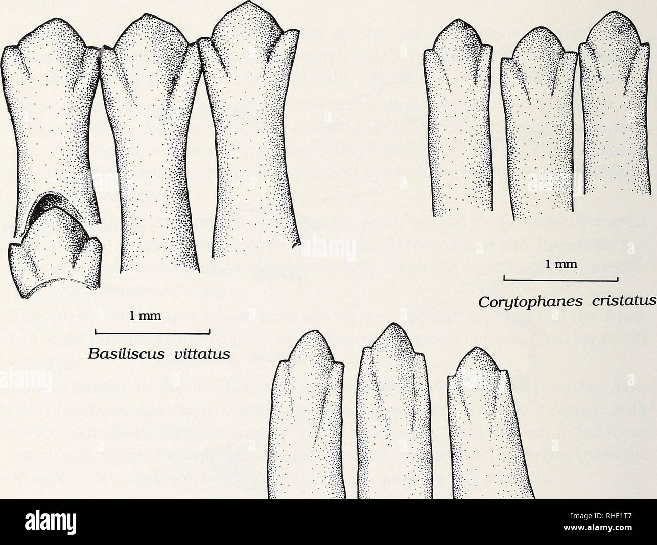 Spatulate Get Images
