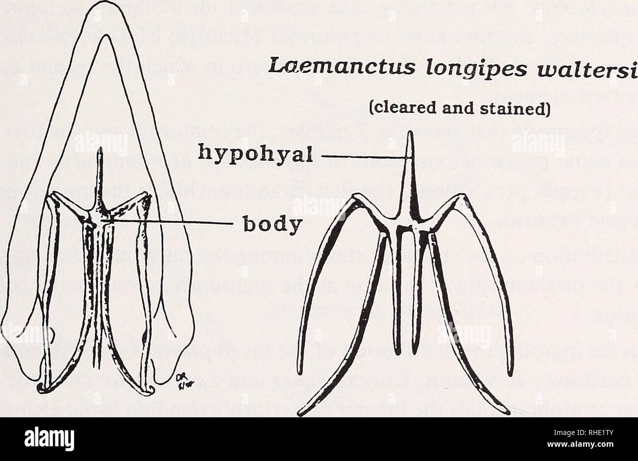 . Bonner zoologische Monographien. Zoology. ceratobranchial 2 Basiliscus plumifrons. Laemanctus longipes waltersi (dry skeleton) Fig. 32. Two different patterns of hyoid apparatus identified within the ingroup and among non- basiliscine &quot;iguanids&quot;. Phymaturus palluma and Laemanctus longipes shows A'-pattern in which the second ceratobranchials are the shortest posterior extending elements. Basiliscus plumifrons shows the Z-pattern with an elongated second ceratobranchial. Notice also the drying effect of skeletal elements in Laemanctus longipes with apparent fusion of the median seco Stock Photo