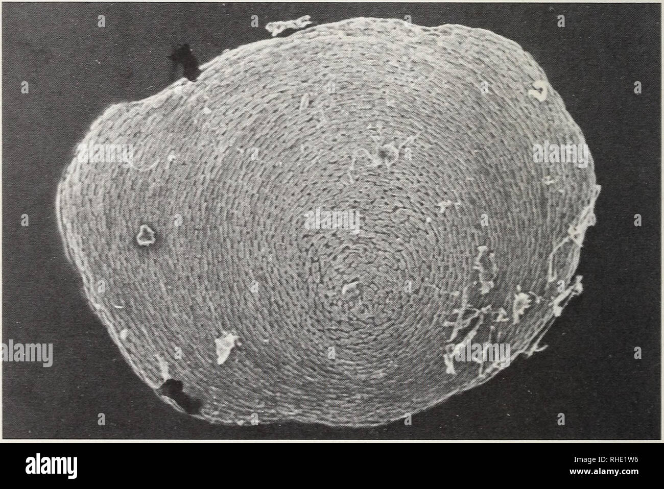 Geotrypetes hires stock photography and images Alamy