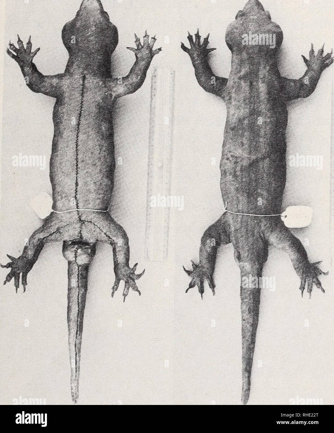 . Bonner zoologische Monographien. Zoology. 107 Hoplodactylus delcourti Bauer &amp; Russell, 1986 (Fig. 32) 1986 Hoplodactylus delcourti Bauer &amp; Russell. New Zealand J.Zool. 13:(141). Type locality: &quot;possibly the North Island, New Zealand&quot;. Holotype: MMNH 1985-38. 1988 Hoplodactylus delcorti Towns. A Field Guide to the Lizards of New Zealand: 6 (lapsus pro Hoplodactylus delcourti Bauer &amp; Russell, 1986). Diagnosis: Digits broadly dilated, scansorial; terminal scansors present on digit one only; rostral contacts nostril; proximal portion of toe approximately three times width o Stock Photo