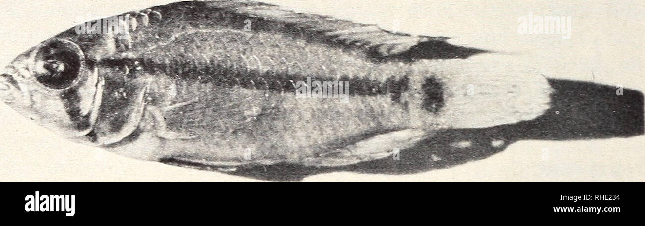 . Bonner zoologische Monographien. Zoology. 80. Fig. 11. Holotype of Apistogramma piauiensis. ly the smaller one has lost many of its scales. The description is essentially of the holotype. Body moderately elongate. Head moderately elongate. Predorsal contour about straight descending, with ignorable curvatures above orbit and on snout. Preventral head contour gently arched, about as steep as predorsal. Snout rounded, dorsal profile curved, steeper, ventral straight. Orbit tangential. Tip of maxilla exposed, to anterior margin of orbit. Preoperculum entire. Predorsal scales cycloid, laterally  Stock Photo