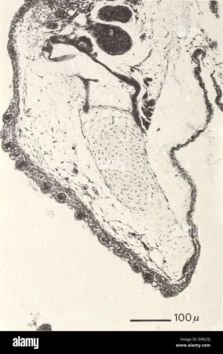 . Bonner zoologische Monographien. Zoology. 38 Generally, the pharynx is rich in taste buds, and the mucous dorsal epithel contains secretory cells (hardly staining in Masson's trichrome) (Fig. 5).. Fig. 5. Apistogramma cacatuoides, 23.7 mm. Lateral view of sagittal section of head, showing lobe (Masson's Trichrome, 10 m). In Pelvicachromis tceniatus (Fig. 4) there is no middle region of unspecialized epithel, but the mucous epithel extends anteriorly to the margin of the folded buccal epithel. However, over the attachment of the second gill-arch the mucous epithel area is considerably thicken Stock Photo