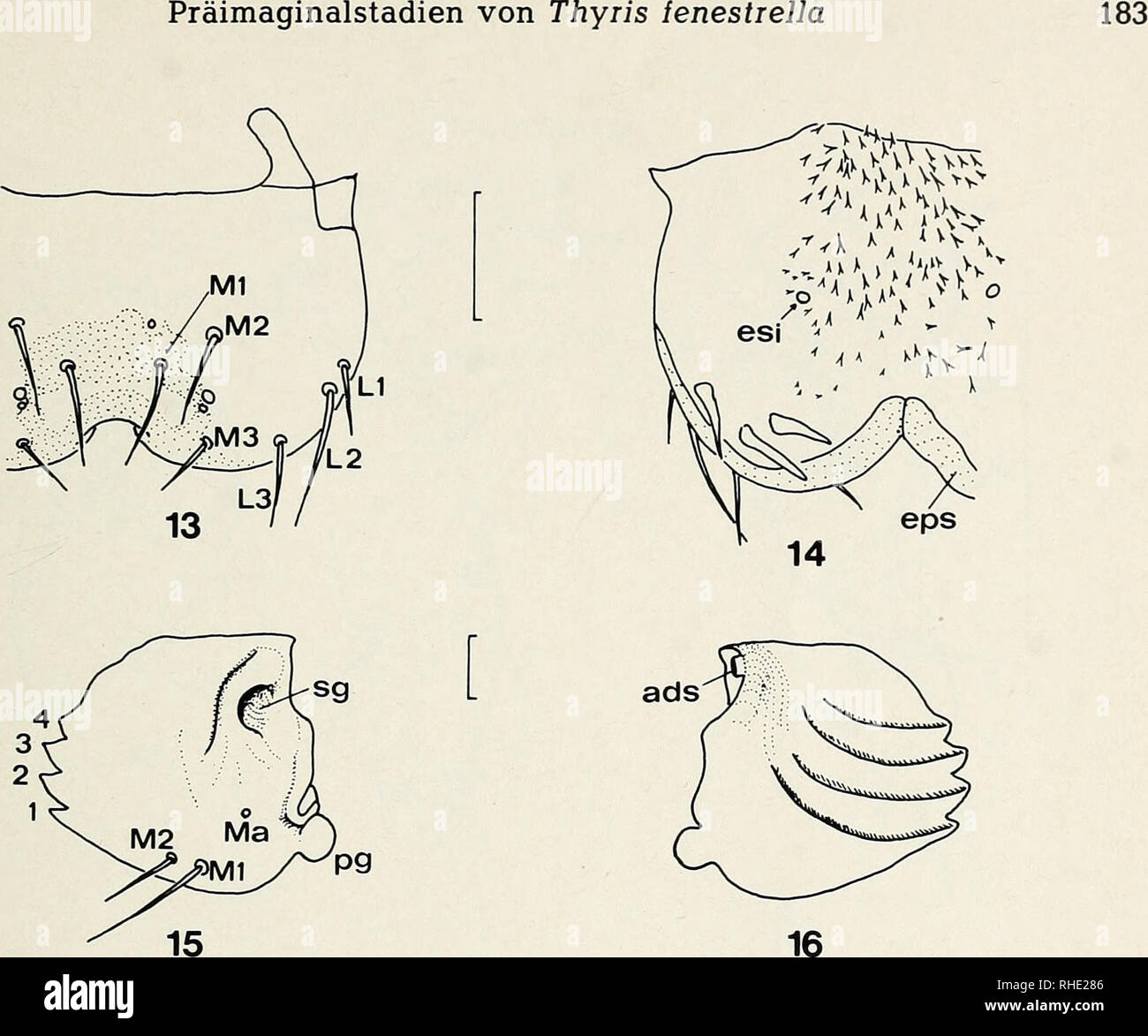 . Bonner zoologische Beiträge : Herausgeber: Zoologisches Forschungsinstitut und Museum Alexander Koenig, Bonn. Biology; Zoology. Heft 1/2 31/1980. Fig. 13, 14: Labrum und Epipharynx der Larve, linke Seite. Skierotisierte Teile punktiert. Maßstrich 0,1 mm 13: Labrum 14: Epipharynx. eps - Epipharyngealschild, esi - Sinnesorgan. Fig. 15, 16: Linke Mandibel der Larve, ads - Adductor-Sehne (abgeschnitten), pg - Kopff des primären Gelenkes, sg - Grube des sekundären Gelenkes, 1-4 - Mandibelzähne. Maßstich 0,1 mm 15: Außenansicht 16: Innenansicht. Please note that these images are extracted from sca Stock Photo