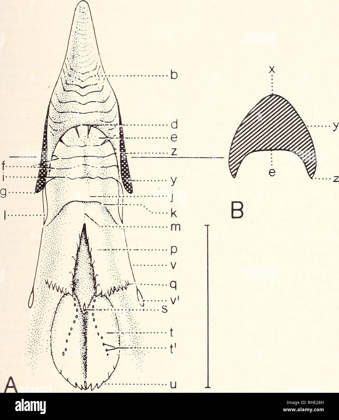 . Bonner zoologische Monographien. Zoology. 119. Abb. 33: Loiiculus galgulus, A Gaumen, B Querschnitt durch Oberschnabel, b Feiikerben, d Quervorsprung, e Gaumenplatte, f Gaumenleisten, g Rhamphothekenwurzel, i Grenze zwi- schen Gaumenplatte und unpaarem Gaumen, j unpaarer Gaumen, k Querfalte, 1 Andeutung eines Gaumenlappens, rn unpaarer Abschnitt der Choanenregion, p Choanenfalten, q Gau- menpapillen, s Infundibularspalte, t Gaumendrüse, t' Mündungen der Gaumendrüse, u Ra- chenpapillen, v ventraler Rand des Os palatinum, v' aboraler Fortsatz des Os palatinum, x Culmen, y Schnabelaußenseite, z Stock Photo