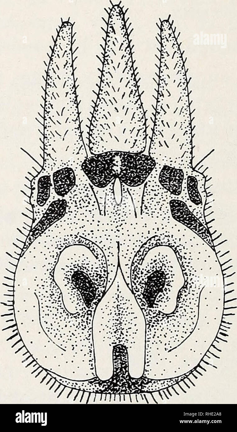 . Bonner zoologische Beiträge Herausgeber Zoologisches