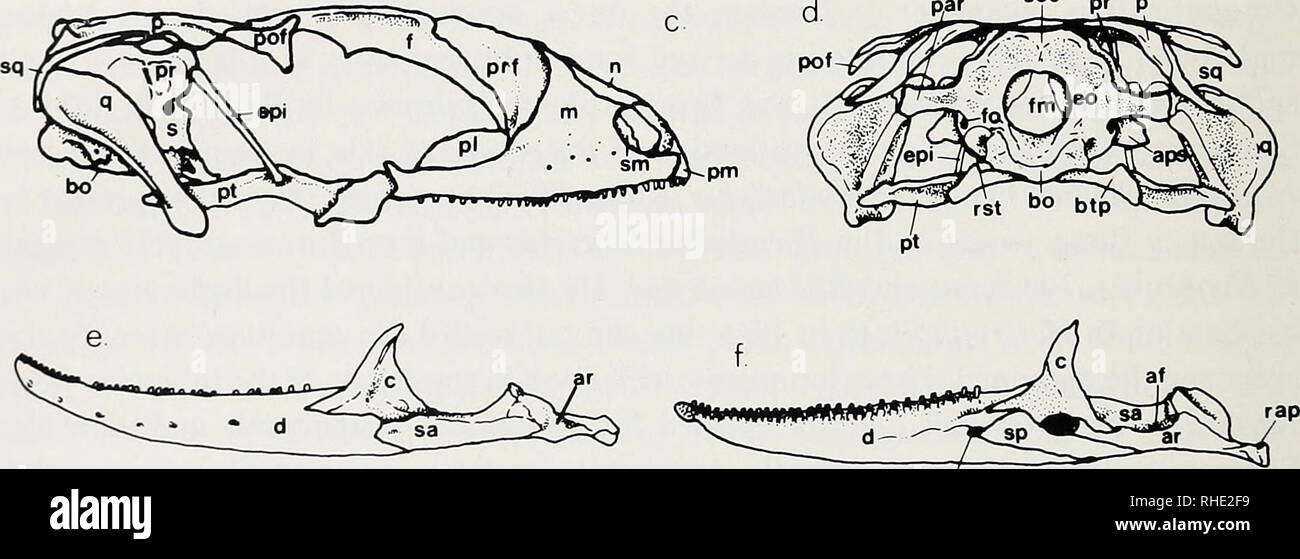 . Bonner zoologische Monographien. Zoology. pr p. aiaf Fig.5: Views of the skull of Nephrurus deleani (AMB 46). a. dorsal, b. ventral, c. lateral, d. posterior, e. lateral view of mandible, f. medial view of mandible. Scale bar = 10 mm. The follow- ing list of abbreviations applies to Figs. 5—7. fo in iol af — adductor fossa aiaf — anterior inferior alveolar foramen amf — anterior mylchyoid foramen aps — alar process of sphenoid ar — articular bo — basioccipital btp — basitrabccular process c — coronoid cc — crista cranii d — dentary cct — ccloptcrygoid CO — cxoccipital cpi — cpiplcrygoid f —  Stock Photo