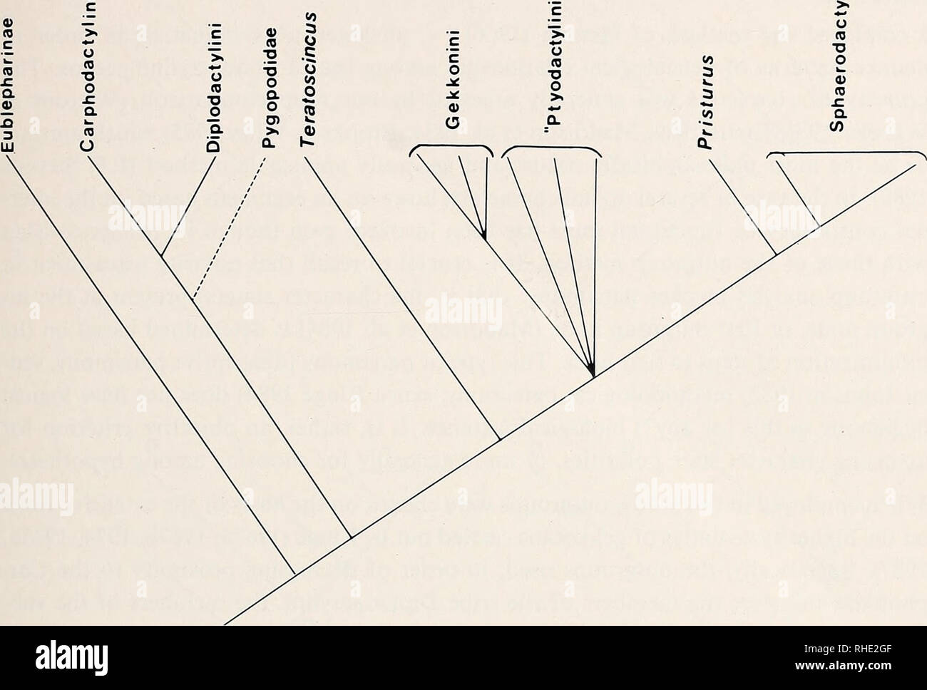 . Bonner zoologische Monographien. Zoology. 13 (0. Fig.3: Hypothesis of higher order gekkonid relationships (after Kluge 1967a, 1967b, 1987) used in this analysis for the purpose of selecting outgroups. Dashed line indicates tentative placement of the Pygopodidae. For the purposes of this study all taxa from Teratoscincus to the right of the cladogram are considered to be Gekkonine geckos. Quotation marks around the Ptyodactylini in- dicate the recognized paraphyly of this taxon. The most commonly used taxonomic group names are used although these are not necessarily isomorphic with respect to Stock Photo