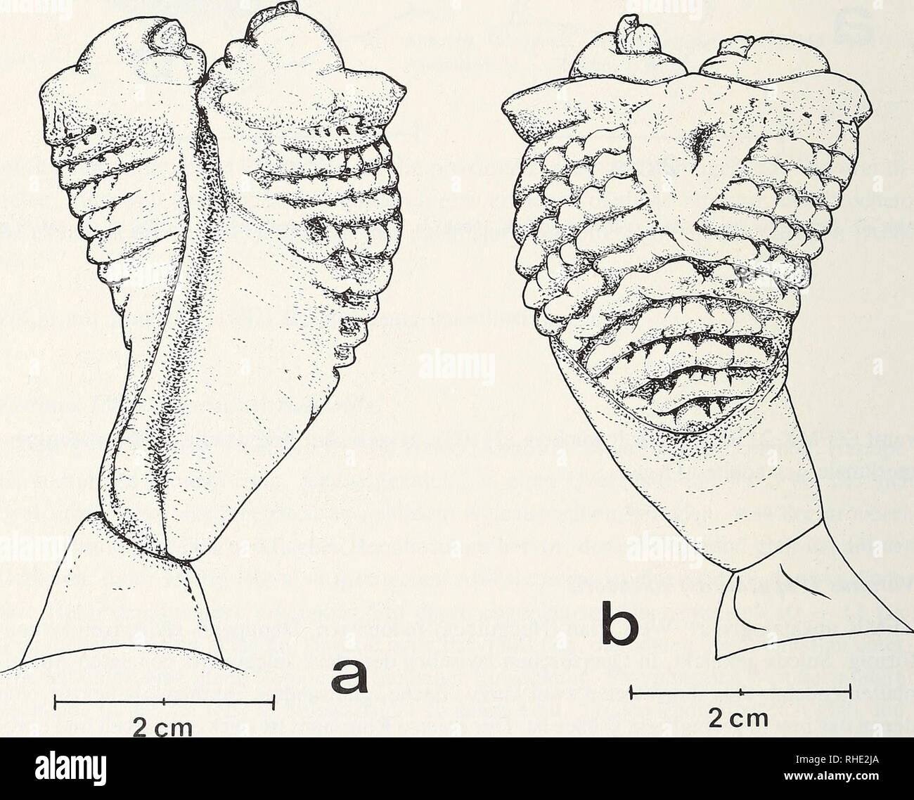 . Bonner zoologische Monographien. Zoology. 130 Varanus (Indovaranus
