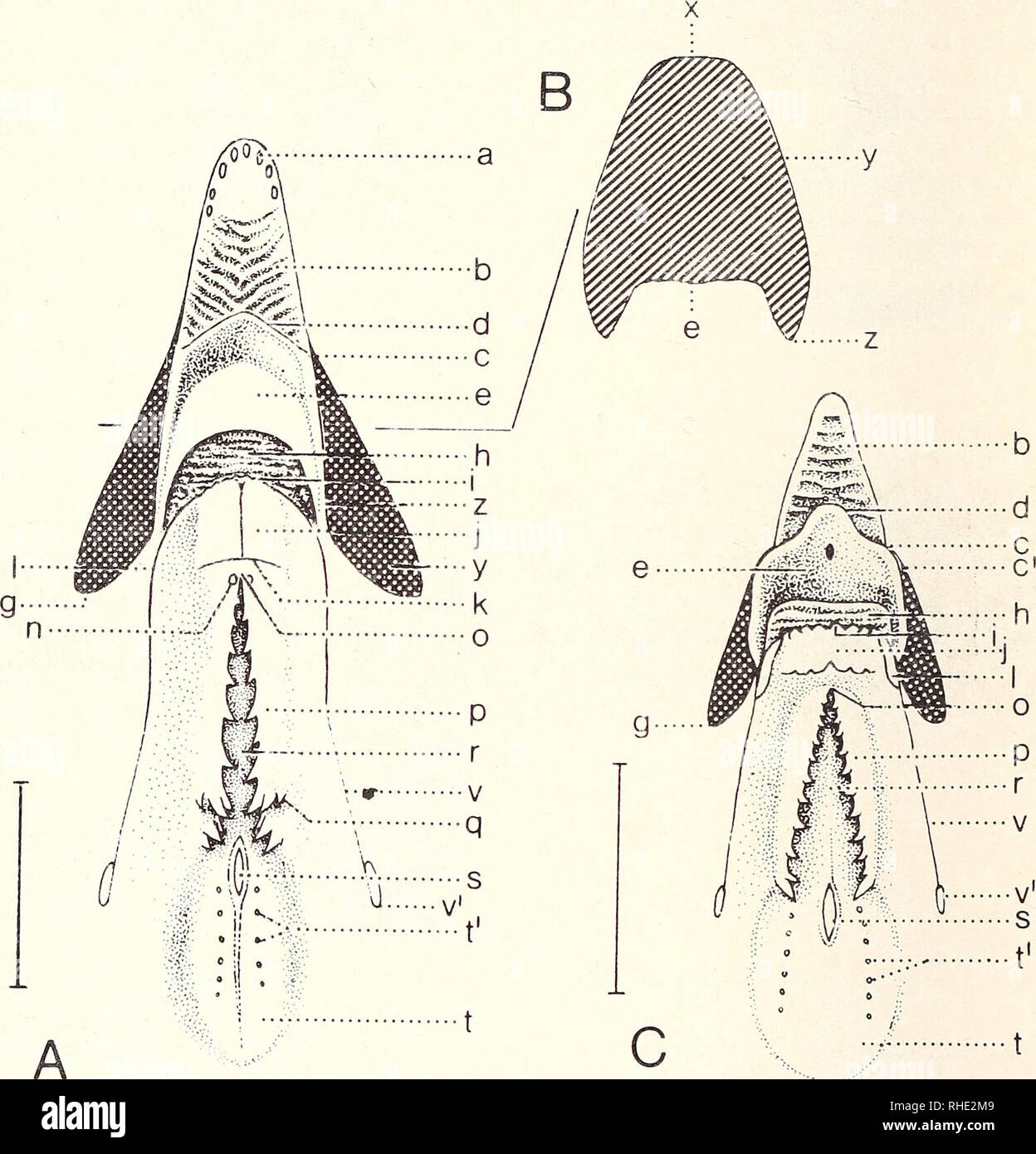 Oberschnabel Stock Photos & Oberschnabel Stock Images - Alamy
