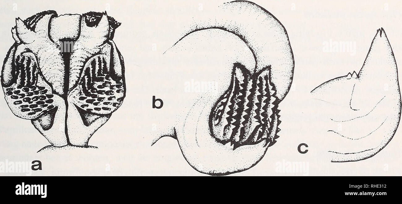 . Bonner zoologische Monographien. Zoology. 69 Phelsuma nigristriata ZFMK 40321: Ivambeni, Mayotte/ Komoren. Hemipenis schlank keulenförmig. Sulcus ge- rade, sich apical gabelnd und durch eine halbkreisförmige Sutur einen kugeligen inneren Lobus einschließend. Medianeinsenkung zwischen den zwei Hauptloben ist nicht durch eine einfache Naht, sondern durch einen eingesenkten Längswulst markiert. Apex ohne differen- zierte Calyces, die erst asulcal im Truncusbereich deutlich werden. Die Innenseite des Truncus ist von einer glatten, saumartigen Längsfalte begleitet. Ptyodactylus hasselquistii ZFMK Stock Photo