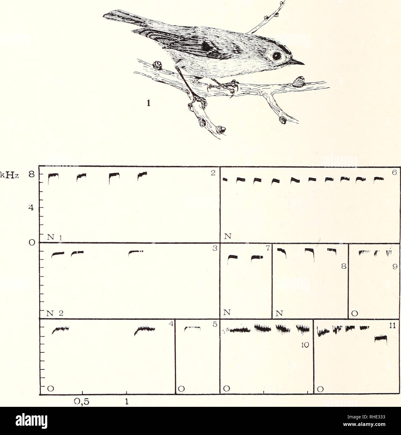 . Bonner zoologische Monographien. Zoology. 60 führen ihr bauendes 9 zum Nest, in Volieren das brütende 9 zur Futter- stelle. WG- und SG-9 provozieren mit Zeigeflügen eine Hetzkopula. 6 rempeln ein desinteressiertes 9 mitunter im Zeigeflug an und veran- lassen es möglicherweise zu folgen („pouncing&quot;, Nice 1943: 147, Curio 1959: 36). Zeigeflüge der Eltern ermuntern flügge Junge zum Ortswechsel, möglicherweise auch zum Verlassen des Nests. WG-Eltern führten so 9. Abb. 19/1 — 11: Feindverhalten (IV,4.). WG 1—5, SG 6—11. 1: Einfrieren. 2, 3, 6—8: kurzer Alarm (N-Laute), verschiedene S- 4, 5,  Stock Photo