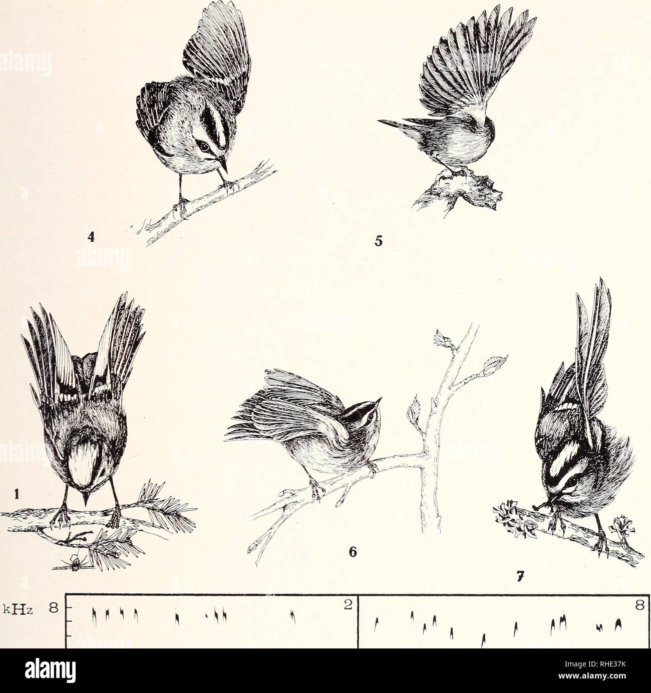 . Bonner zoologische Monographien. Zoology. 35. '1 II I.')'' llifl'lf iiJiiJltl'W Abb. 6/1—9: Normalverhalten, Flügelzucken (IV.2.2.). 1—3: WG. 1: Droh-Flügel- zucken, die Armschwingen sind gefächert. 2: Distanzlaute. 3: Verfolgungslaut „Zerr&quot;. — 4—9: SG. 4: Erregungsschwaches Flügelzucken (asynchron). 5: Bei mäßiger Erregung: noch asynchron, doch hoch und in Vorwärts-Imponier-Haltung. Start- richtung nach links ist angedeutet, der entgegengesetzte (rechte) Flügel hochge- schlagen. 6: Ansetzen zum Schwirrflug. 7: Droh-Flügelzucken. 8: Distanzlaute. 9: Verfolgungslaut ,,Zerr&quot;.. Please Stock Photo