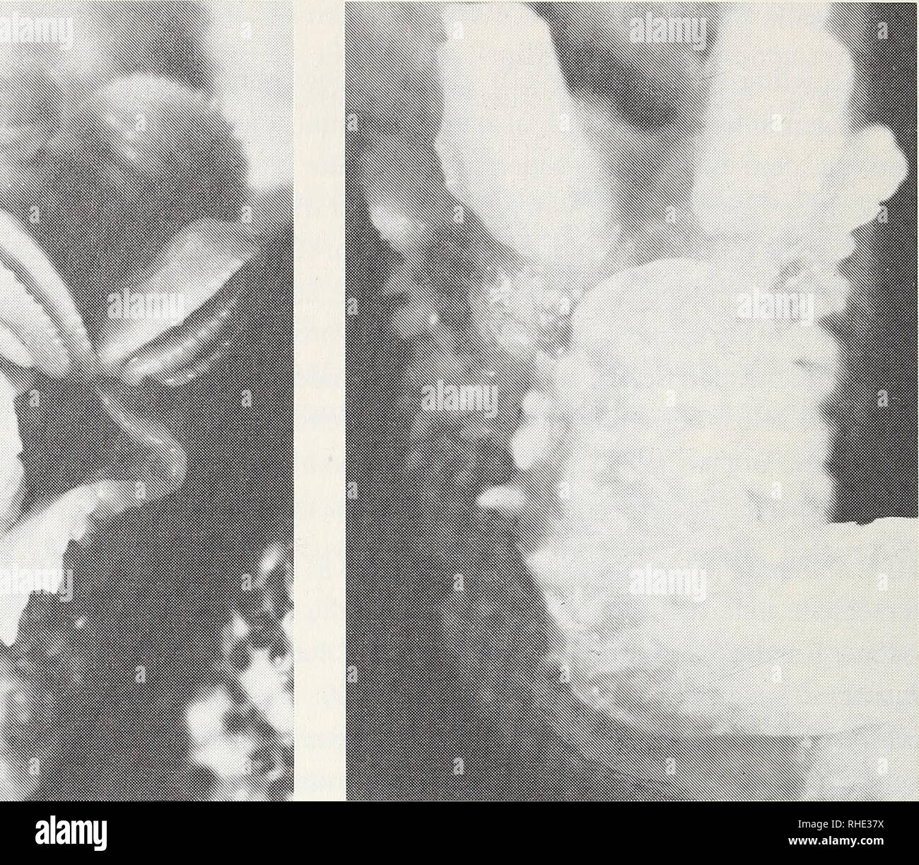 . Bonner zoologische Monographien. Zoology. 12. a b Abb. 1. Saisonale