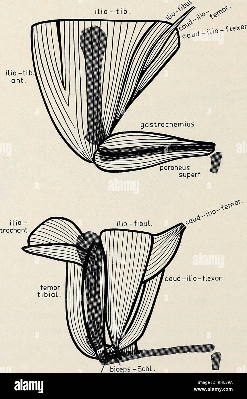. Bonner zoologische Beiträge Herausgeber Zoologisches