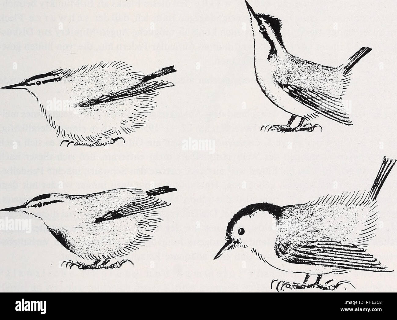 . Bonner zoologische Monographien. Zoology. 143 Es ist zweifellos schwierig, bei kämpfenden Kleibern in allen Fällen zu unterscheiden, ob die verschiedenen Stellungen mehr aggressiven oder mehr defensiven Charakter haben. Bei einem Vogel, der seinem Gegner zuerst aggressiv droht, kann das Drohen in ein defensives umschlagen, wenn der andere nicht flieht. Die von mir handaufgezogenen Jungen haben die Beurteilung dieser verschiedenen Verhaltensweisen erleichtert. Nachdem ich die Jungvögel getrennt hatte, ergab sich in den Käfigen und kleinen Volieren, daß ein junges S. carolinensis- 9 wiederholt Stock Photo