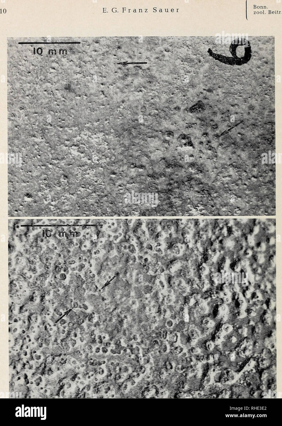 . Bonner zoologische Beiträge : Herausgeber: Zoologisches Forschungsinstitut und Museum Alexander Koenig, Bonn. Biology; Zoology. Fig. 5. Pattern of needle-point pores of a &quot;Struthiolithus&quot; egg from Pleistocene loess deposits of north China (AMNH, No. 6688); partial views of the whole eggshell with a) slightly, b) heavily eroded surface. Arrows in Figures 5 and 6 point out some representative pores of the obscured pore pattern. Nadelstichporen eines „Struthiolithus&quot;-Eies aus pleistozänen Lößablagerungen in Nordchina; Teilansicht des Eies mit a) leicht und b) stark erodierter Obe Stock Photo