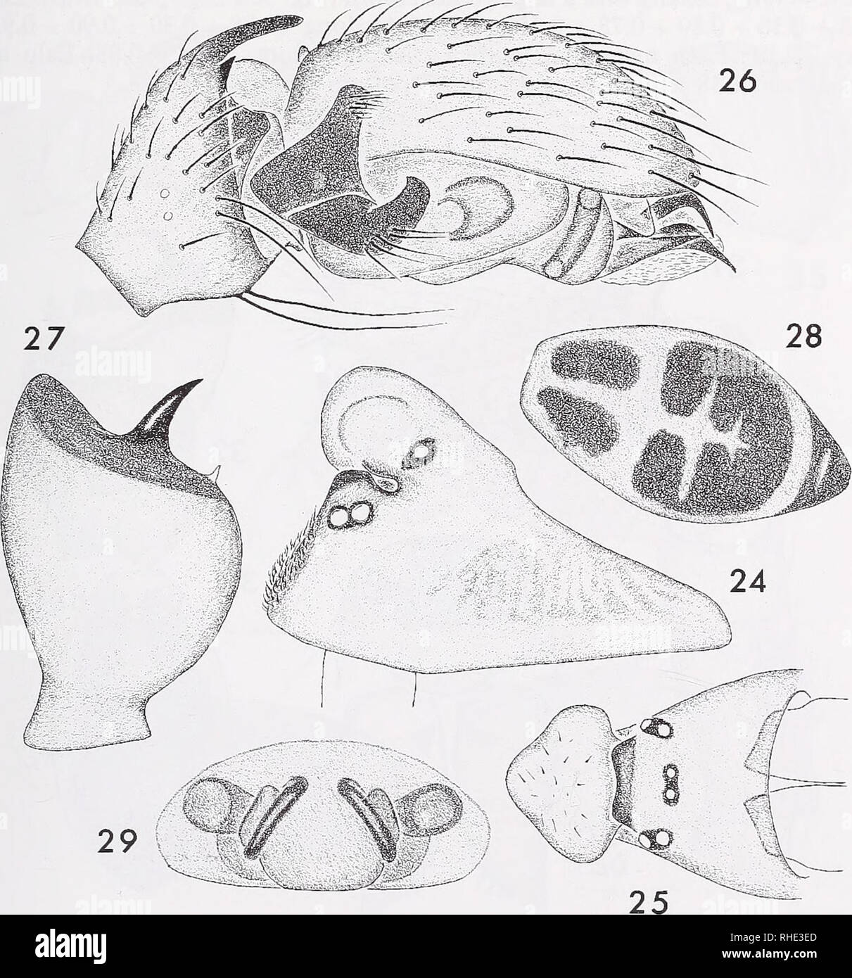 . Bonner zoologische Beiträge : Herausgeber: Zoologisches Forschungsinstitut und Museum Alexander Koenig, Bonn. Biology; Zoology. New Oedothorax Bertkau, 1883, from Nepal 435 Oedothorax tholusus n. sp., Figs 24—29. Material: Holotype male (SMF), Nepal, Kaski Distr., above Dhumpus, broadleaved forest, 2100 m, 8.-10. V. 1980, leg. J. Martens &amp; A. Ausobsky. — Paratype: 1 female (SMF), same locality, together with holotype, leg. J. Martens &amp; A. Ausobsky. Diagnosis: This species is easily distinguished by the shape of the male carapace, small suprategular apophysis, absence of a scapuliform Stock Photo