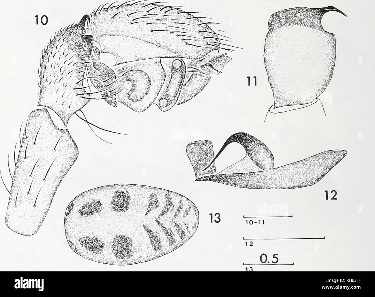 . Bonner zoologische Beiträge : Herausgeber: Zoologisches Forschungsinstitut und Museum Alexander Koenig, Bonn. Biology; Zoology. 432 A. V. Tanasevitch A. Ausobsky; 2 males (SMF), 2 males (ZFMK), Ham Distr., Mai Pokhari, 2100, forest, 31. III. — 1. IV. 1980, leg. J. Martens &amp; A. Ausobsky; 1 male (SMF), Ham Distr., Gitang Khola, 1900-2100 m, cultivated land, 31. III. 1980, leg. J. Martens &amp; A. Ausobsky; 1 male (SMF), 1 male (ZMMU), Ham Distr., Mai Pokhari, 2100—2200 m, Castanopsis forest remains, 9. —10. IV. 1988, leg. J. Martens &amp; W. Schawaller; 4 males [carapace form b] (SMF), Pan Stock Photo