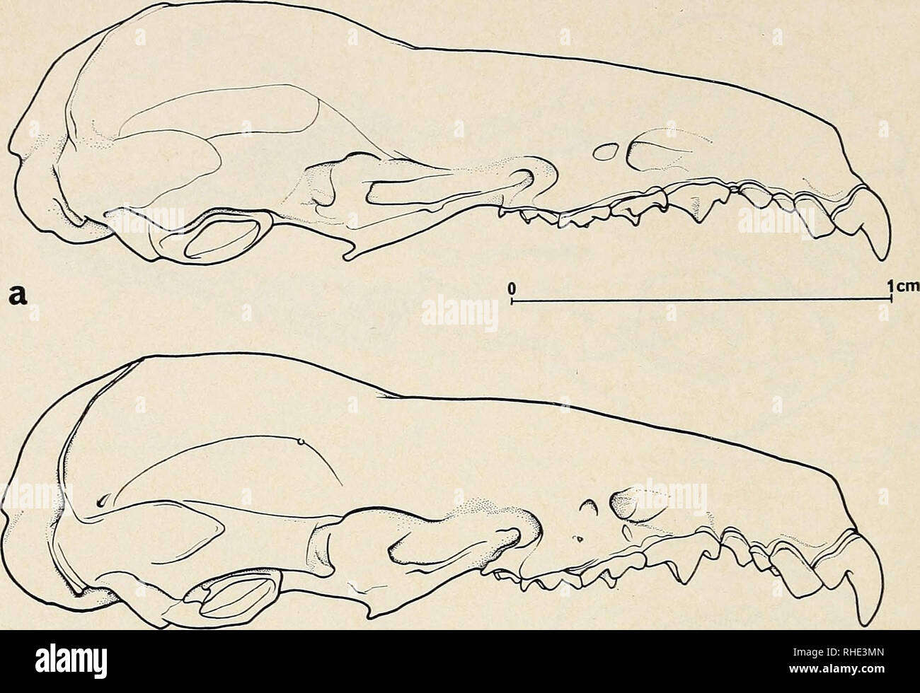 . Bonner zoologische Beiträge Herausgeber Zoologisches