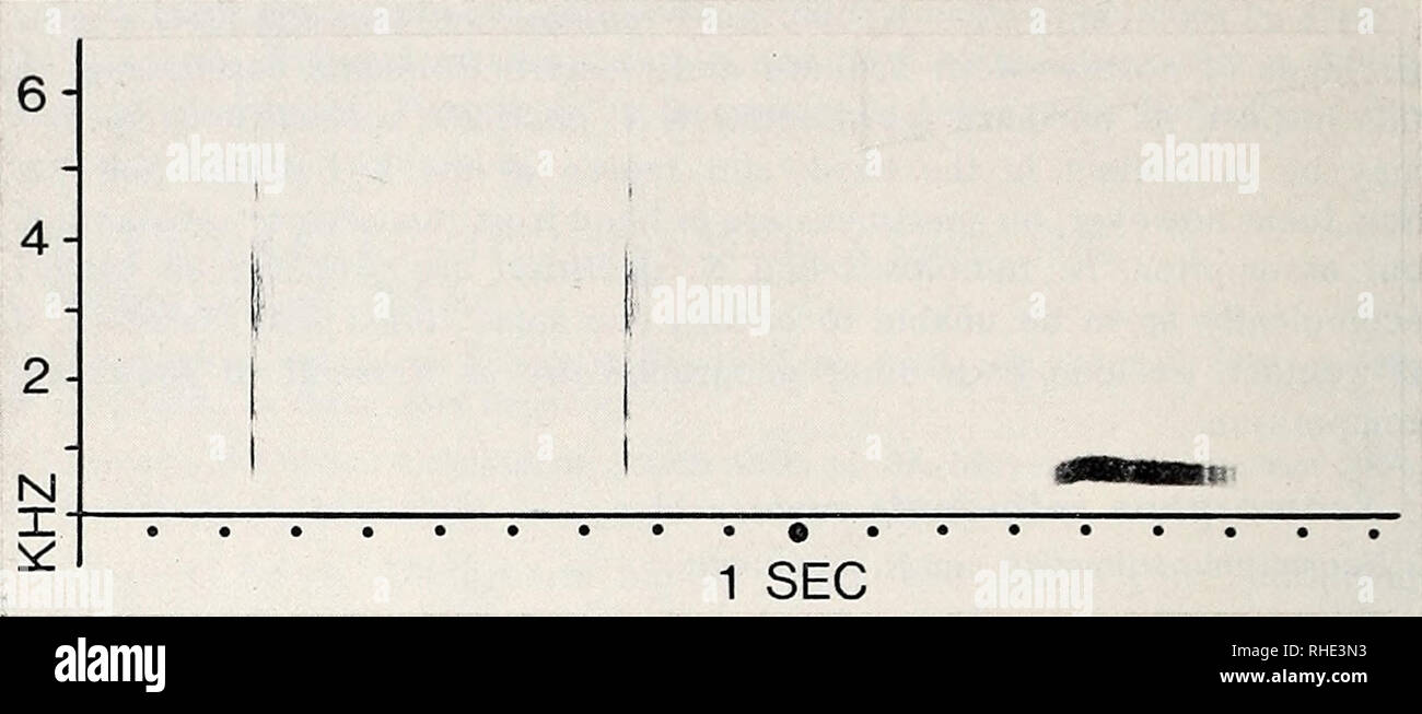 . Bonner zoologische Beiträge : Herausgeber: Zoologisches Forschungsinstitut und Museum Alexander Koenig, Bonn. Biology; Zoology. 62 J. Haffer Bonn. zool. Beitr.. Fig. 2: Sonagrams of vocalizations by the Rufous-winged Ground-Cuckoo (Neo- morphus rutipennis). Left — two bill snaps. Right — call whóu. Rio Grande, east of El Palmar, northeastern Dep. Bolivar, southern Venezuela. Recordings and sonagrams (wide band) by Paul Schwartz. ernmost Brazil. The throat color varies in specimens from the range of N. rutipennis from ashy white to dark gray. I agree with Phelps &amp; Phelps (1958: 153) who s Stock Photo